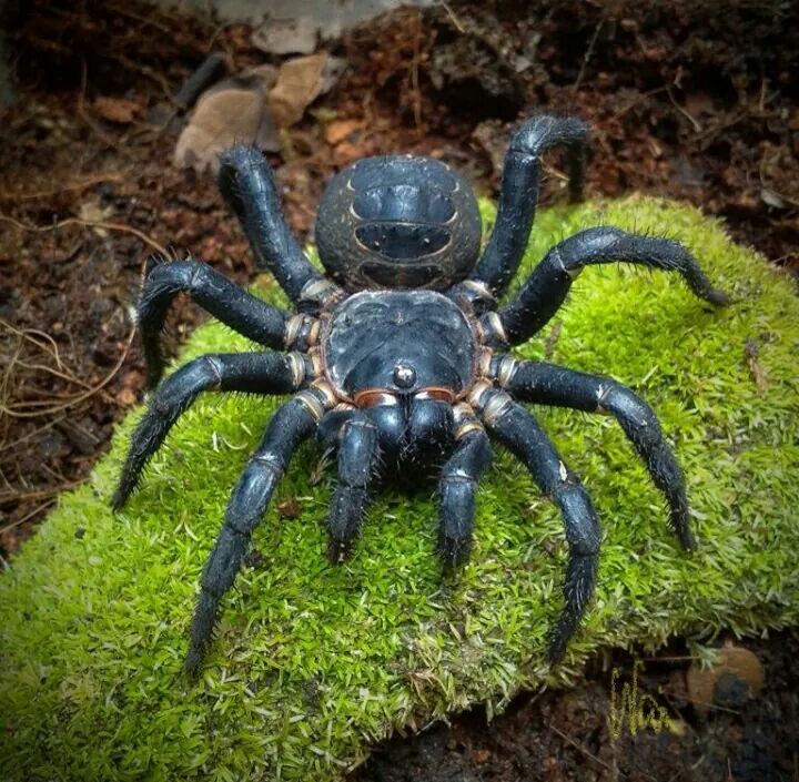 a blue crab sitting on top of green moss