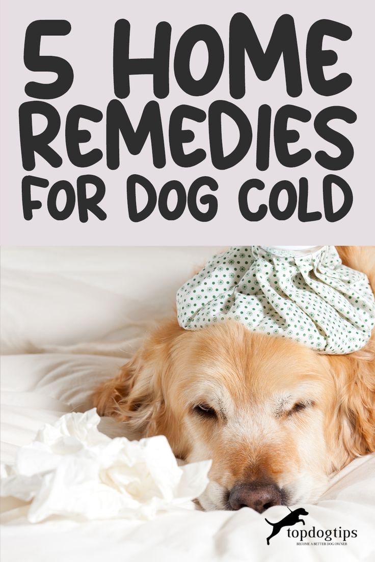 54 Home Remedies for Dog Cold Cough Medicine For Dogs, Sick Dog Remedies, Cold Sick, Dog Coughing, Sick Puppies, Dog Cold, Cold Relief, Dog Remedies, Sick Remedies