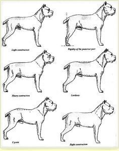 four different types of dogs are shown in black and white, with the names below them