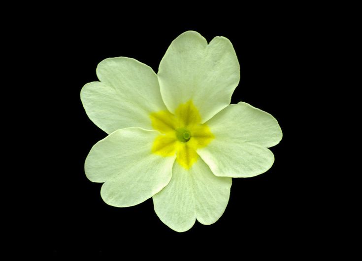 a yellow and white flower on a black background with the center petale in focus