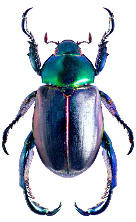 an image of a metallic beetle on a white background