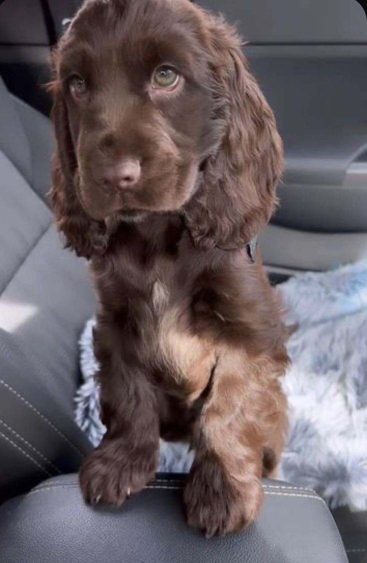 a brown dog sitting in the back seat of a car