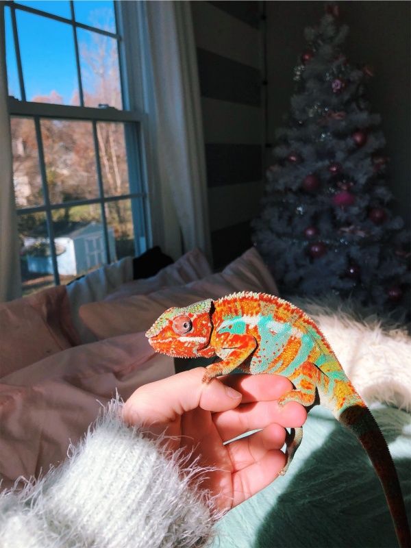 a person holding a small chamelon in front of a christmas tree on a bed