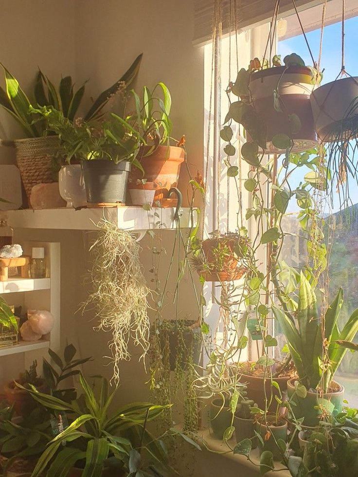 many houseplants are growing on shelves in the window sill, and one plant is hanging upside down