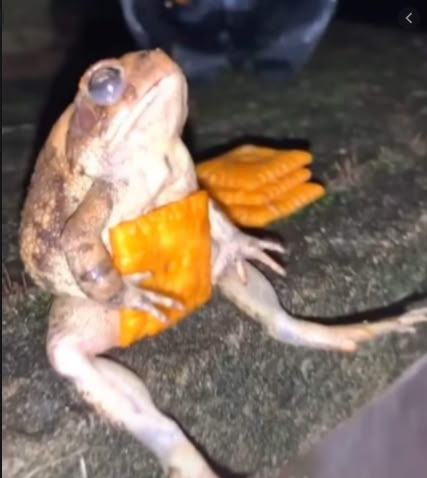 a frog sitting on the ground with carrots in it's mouth and legs