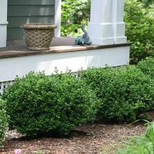 the bushes are growing on the side of the house