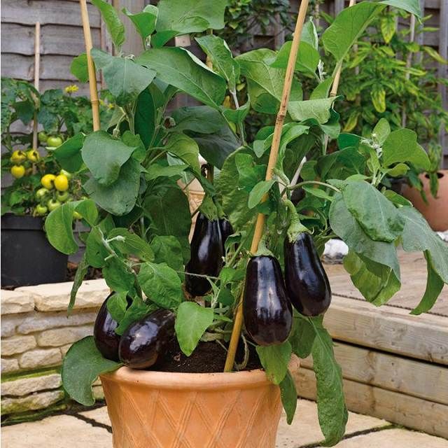 an eggplant plant with green leaves in a clay pot on a stone patio