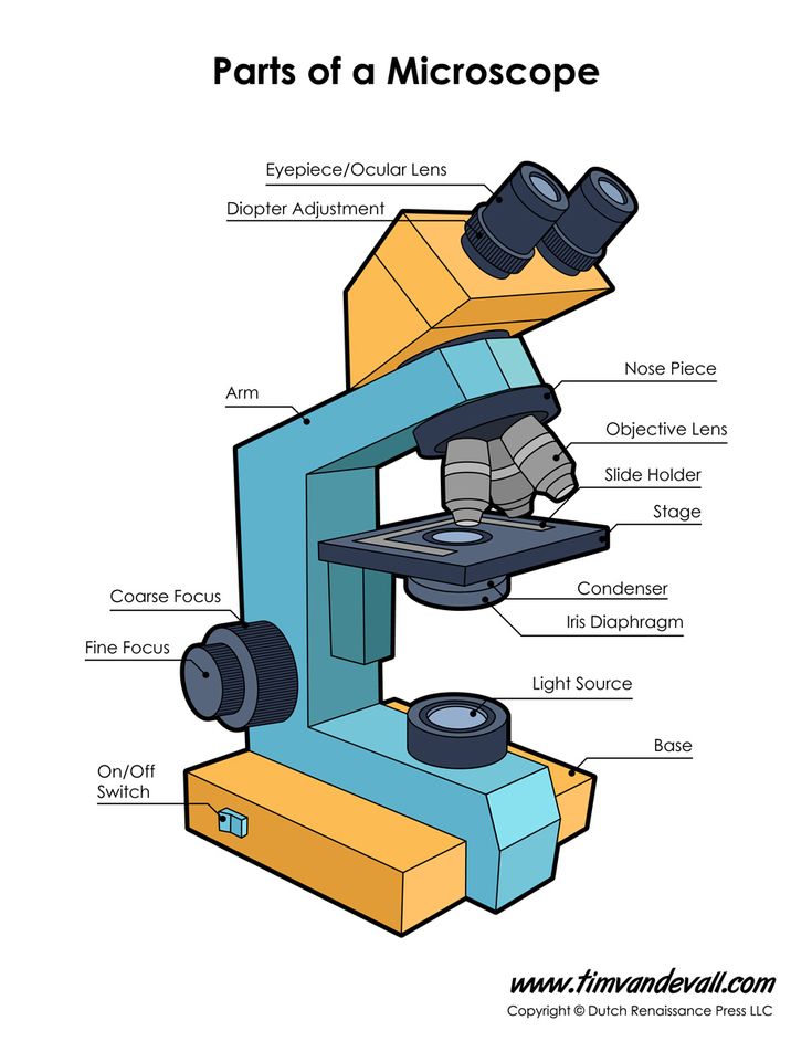 the parts of a microscope on a white background