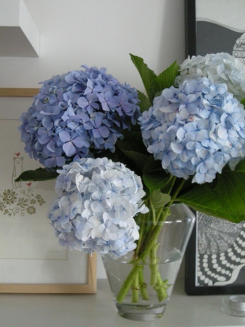 blue flowers are in a clear vase on a white countertop next to a framed photograph