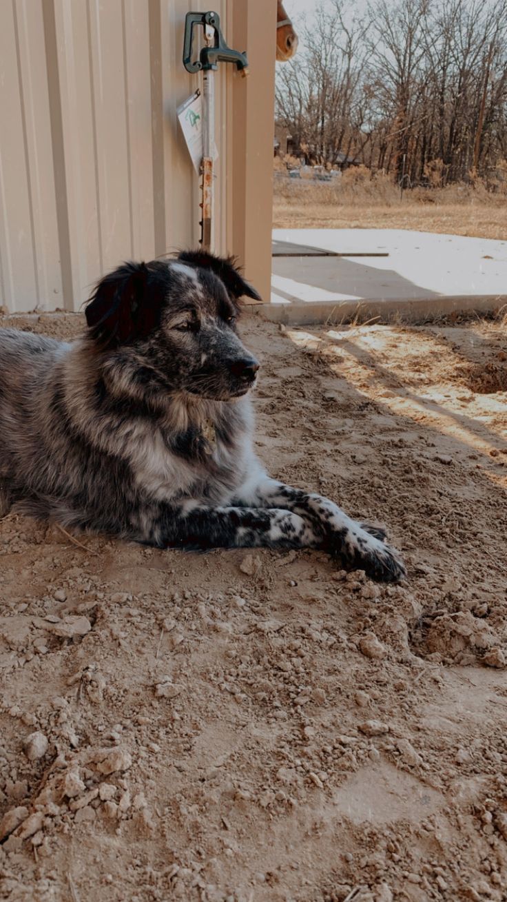 a dog laying on the ground in front of a building with a door and window