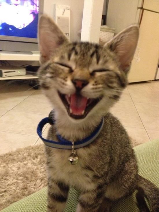 a cat sitting on top of a couch with its mouth open and it's tongue out