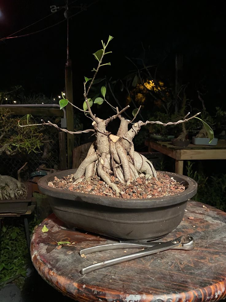 a potted plant with roots on top of a table in a garden at night