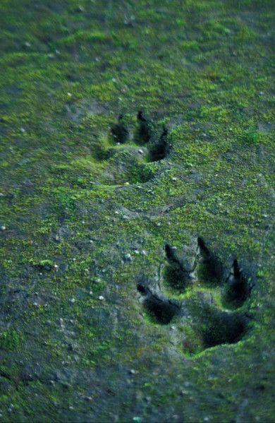 an animal's paw prints in the grass