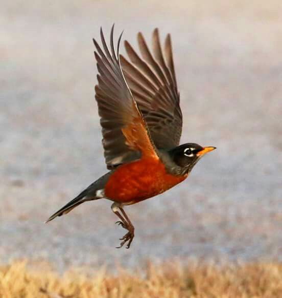 a red and black bird is flying in the air with its wings spread wide open