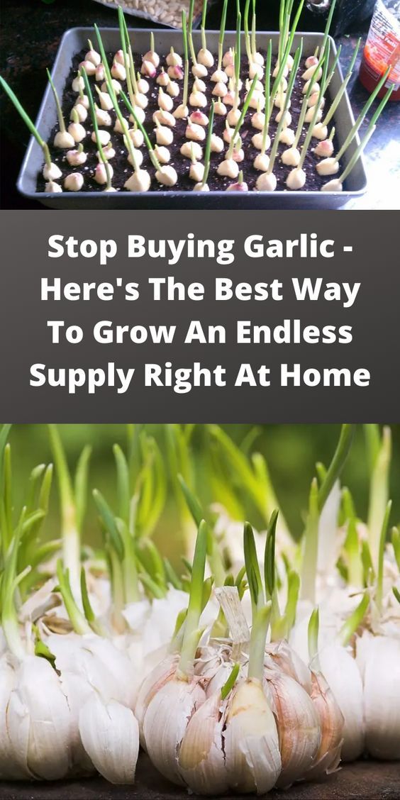 garlic is growing in the garden with text overlay that reads stop buying garlic here's the best way to grow an endless