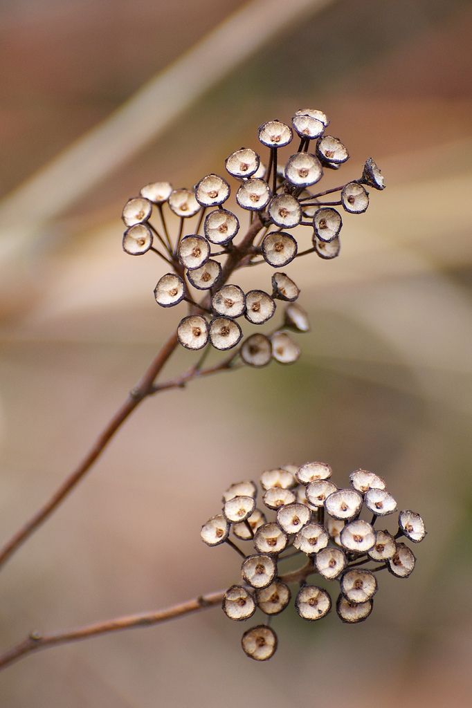 ººº                                                                                                                                                                              Seed Pods are Stunnning not sure what  they are? Seed Heads, Seed Pod, Wildflower Garden, Wildflower Seeds, Seed Pods, Natural Forms, Patterns In Nature, Planting Seeds, Plants Flowers