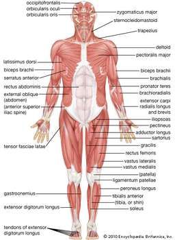 the muscles and their major structures are labeled in this diagram, as well as an image of