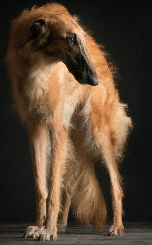 a brown dog standing on top of a wooden floor in front of a black background