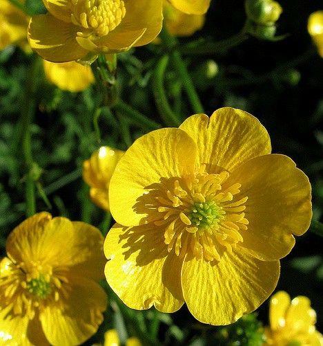 yellow flowers are blooming in the sun