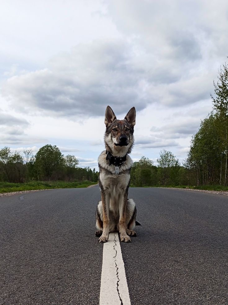 a dog sitting on the side of an empty road