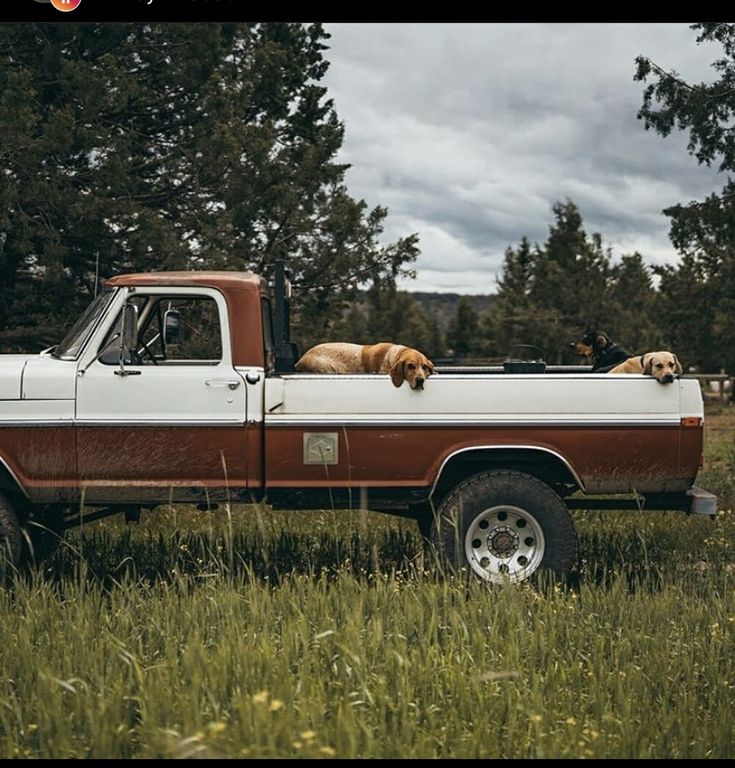 two dogs are sitting in the back of a pickup truck with another dog on the bed