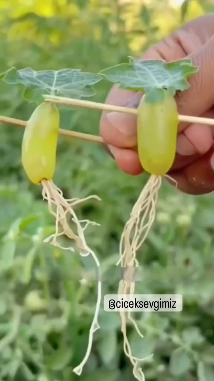 a person is holding a stick with some fruit on it in front of green plants