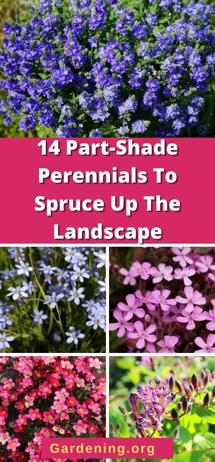 Landscaping Ideas Along Fence, Fence Backyard Landscaping, Partial Shade Perennials, Roses Trellis, Shade Perennial Garden, Shade Flowers Perennial, Part Shade Perennials, Part Sun Perennials, Partial Shade Flowers