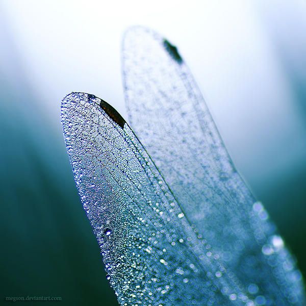 Dew Drop Photography, On The Wings Of Love, Gossamer Wings, Water Fairy, Orihime Inoue, Pixie Hollow, Dragonfly Wings, Fairy Aesthetic, Blue Fairy