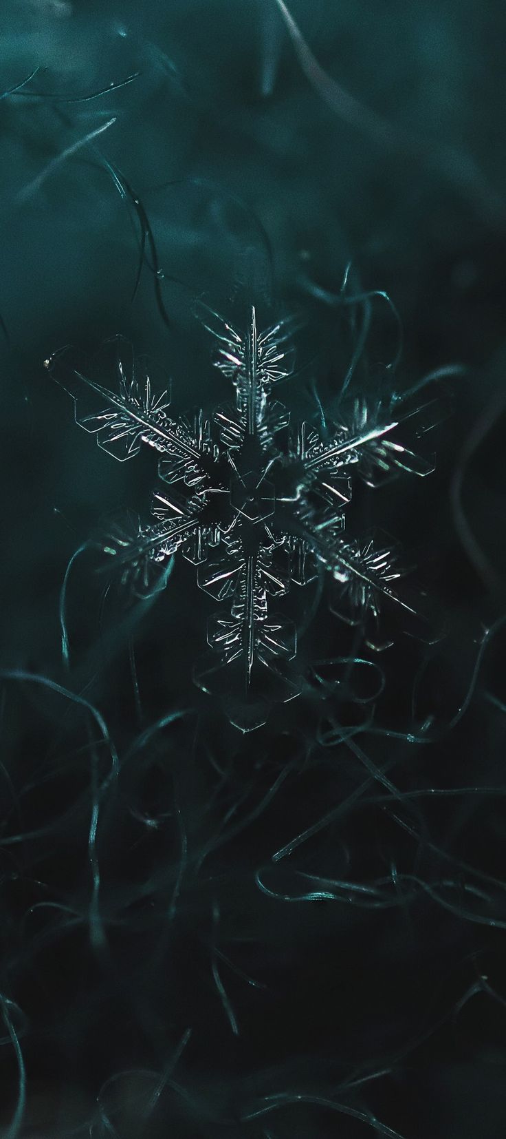 a snowflake is shown in the middle of dark green water with thin branches