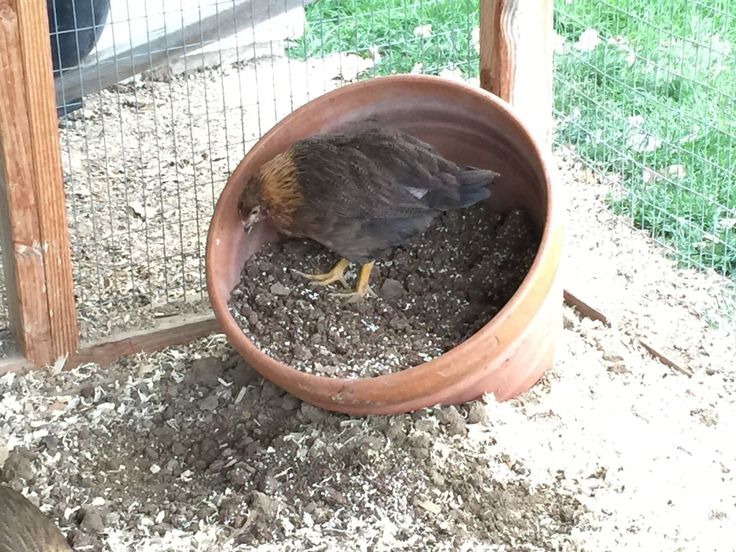 a bird that is sitting inside of a pot on the ground next to a fence