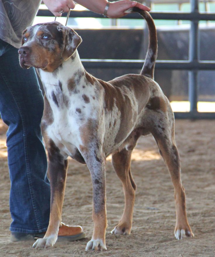 a brown and white dog standing on top of a dirt field next to a person