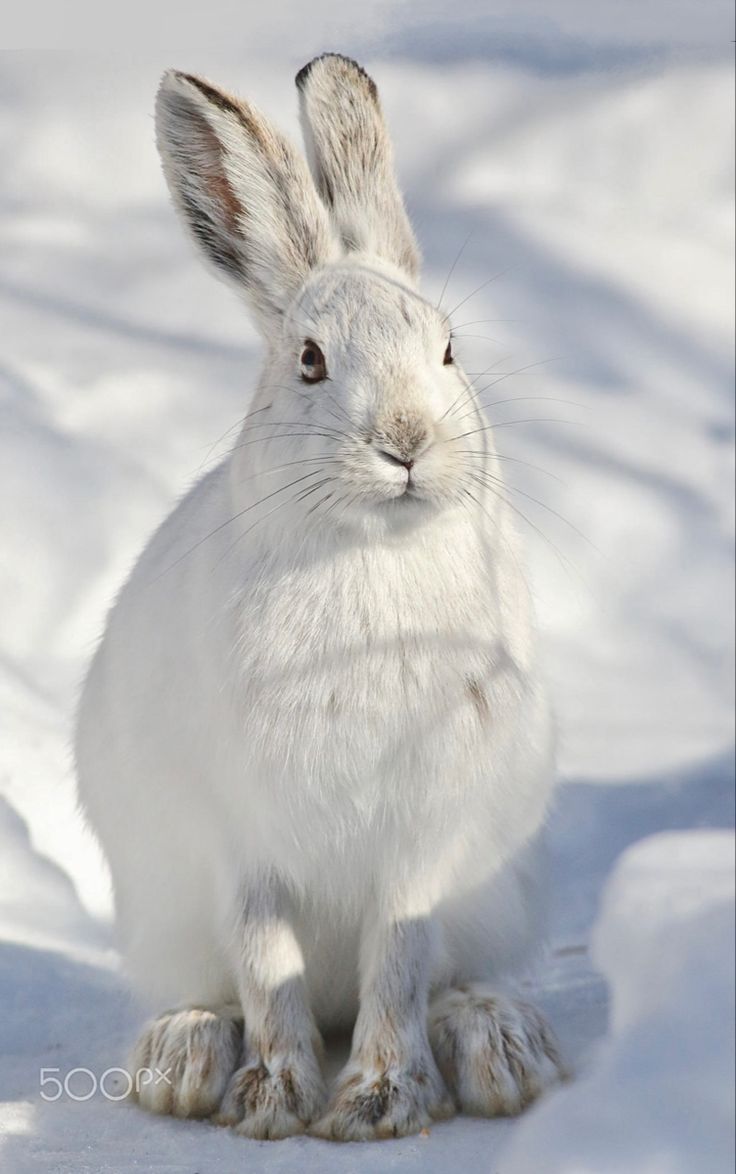 a white rabbit is sitting in the snow