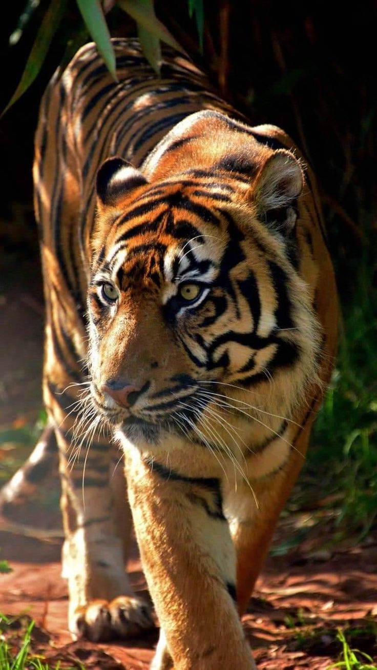 a large tiger walking across a dirt road