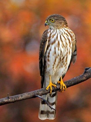 a brown and white bird sitting on top of a tree branch