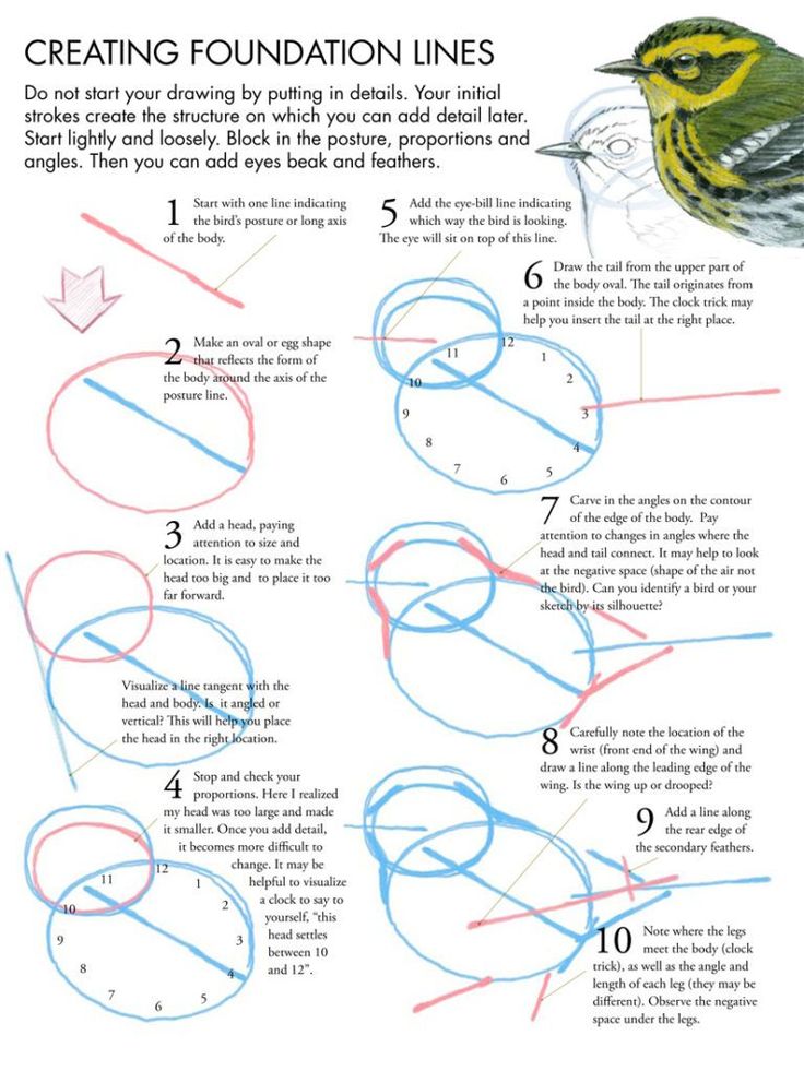 the steps to drawing a bird with colored pencils