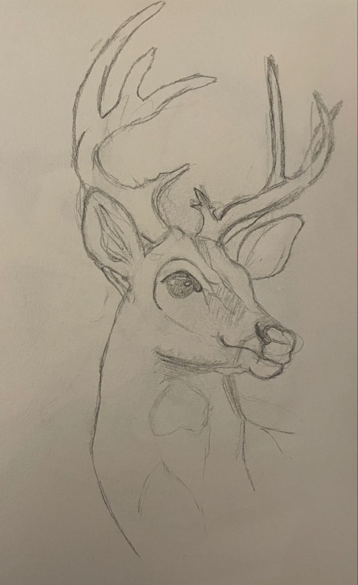 a drawing of a deer with antlers on it's head