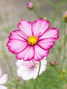 pink and white flowers with yellow center in the foreground, blurry background to the left