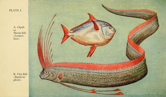 an image of two fish with ribbons in the air and one fish on its back