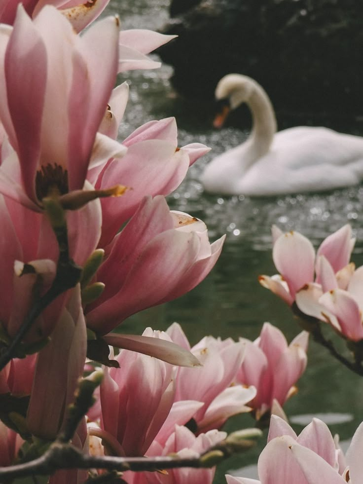 swans swimming in the water surrounded by pink flowers