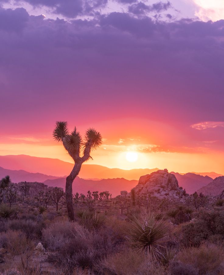 the sun is setting in the distance behind a joshua tree with mountains in the background