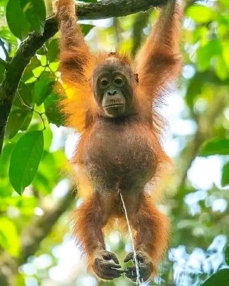 an adult oranguel hanging from a tree branch