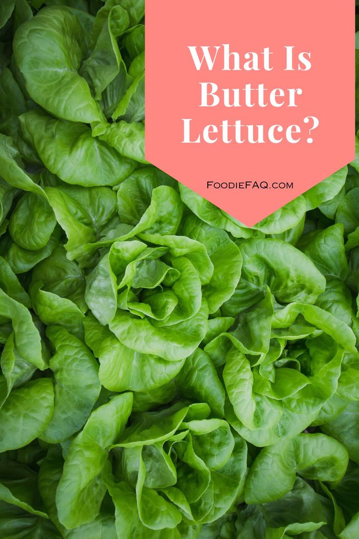 lettuce with the words what is butter lettuce?