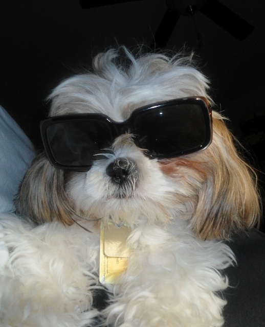 a small dog wearing sunglasses while laying down