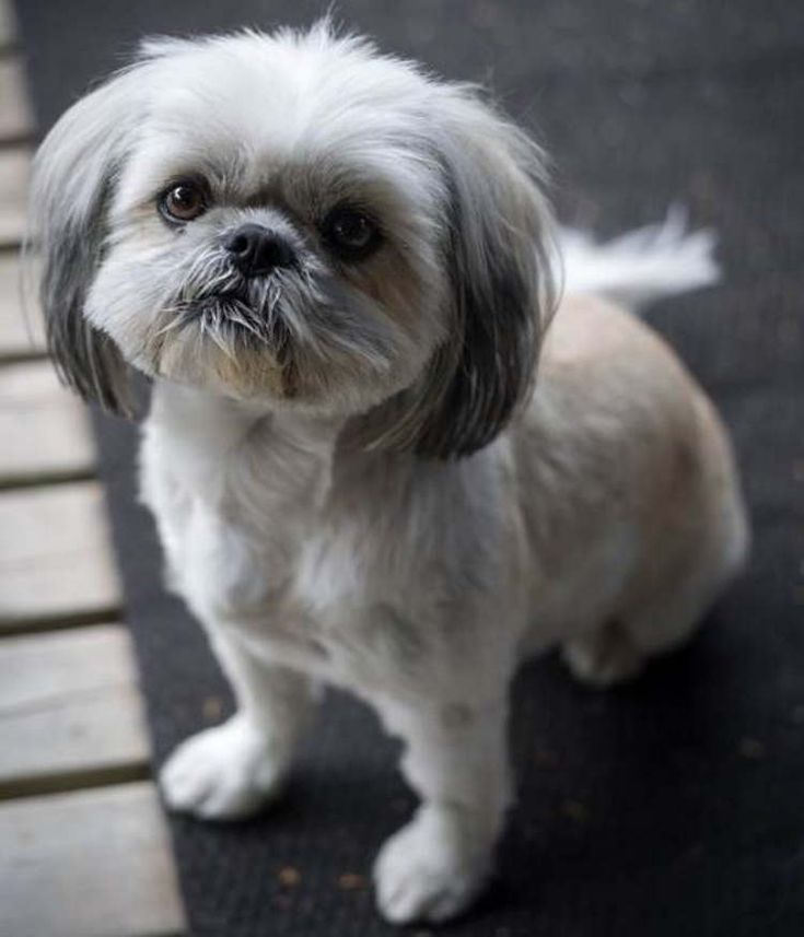 a small white dog standing on top of a wooden floor