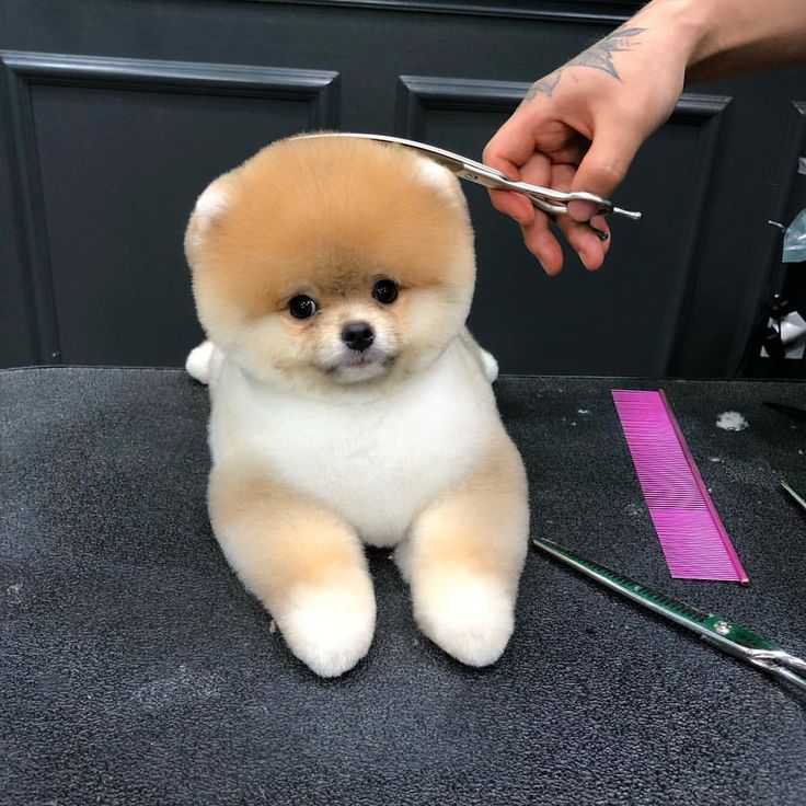 a small brown and white dog sitting on top of a table with scissors in it's mouth