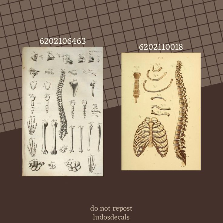 two pictures with different types of bones on them