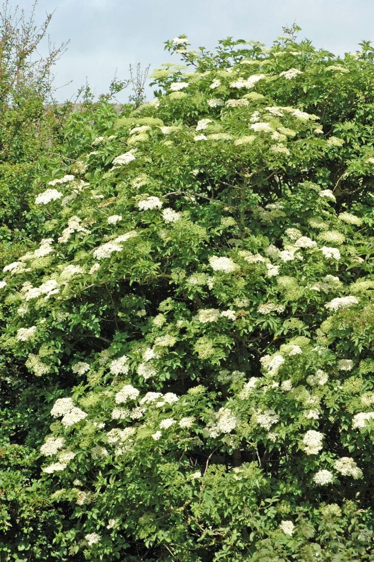 a tree with white flowers in the middle of some green leaves and trees behind it