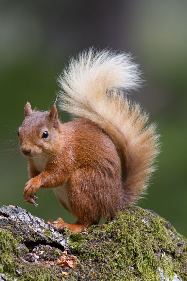 a red squirrel is standing on top of a mossy tree trunk with its front paws in the air