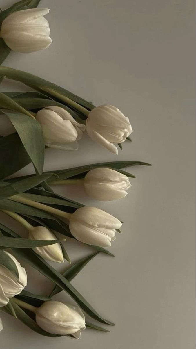 white tulips with green leaves against a gray background