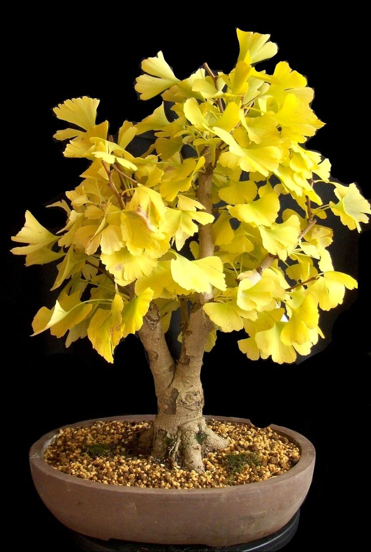 a bonsai tree with yellow flowers in a pot